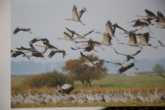 Impression - Flexibles Ferienhaus am Bodden – Perfekt für Mehrgenerationen und Selbstnutzer