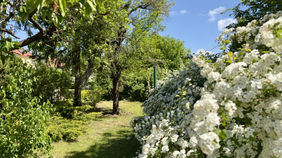 Gartenimpression 2