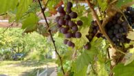 Gartenidyll in Potsdam - Kleingartenparzelle sucht neue Pächter - Weintrauben