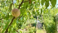 Gartenidyll in Potsdam - Kleingartenparzelle sucht neue Pächter - Pfirsichbaum